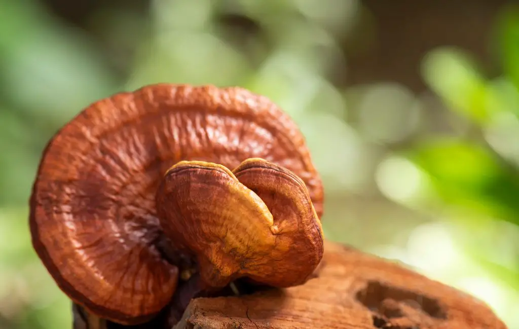 mushrooms best cancer fighting food