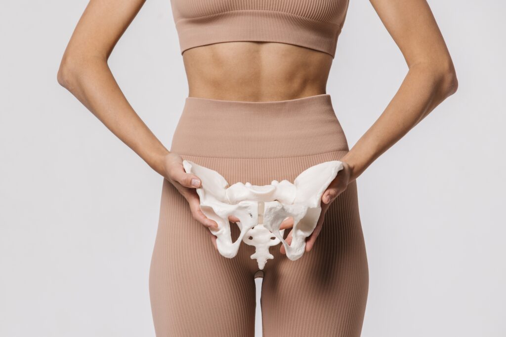 Where Is the Pelvis? Anatomy, Functions, Organs, and Key Facts
