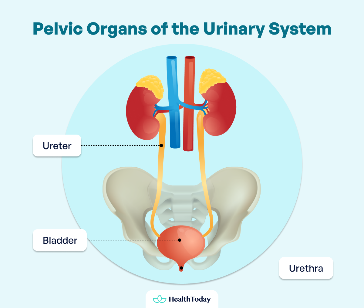 Where Is The Pelvis Anatomy Functions and Key Facts 03