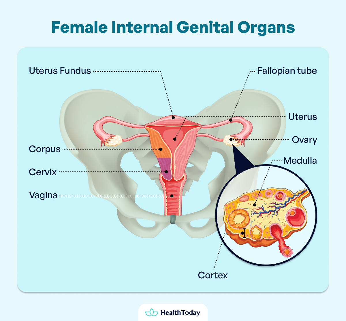 Where Is The Pelvis Anatomy Functions and Key Facts 04