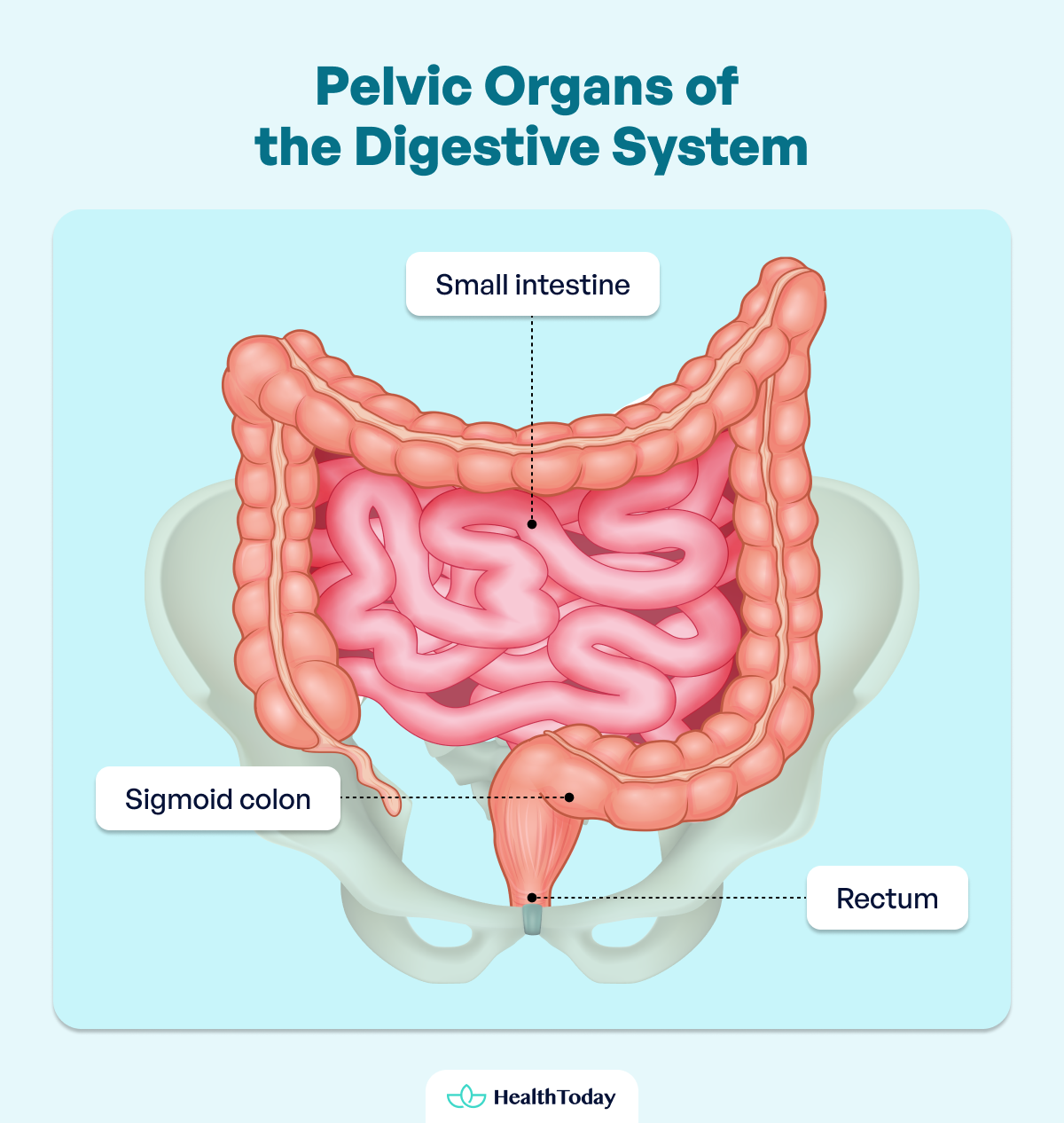 Where Is The Pelvis Anatomy Functions and Key Facts 05